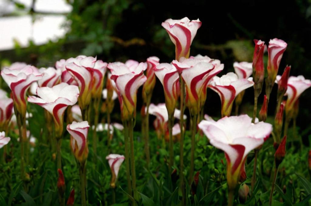 10 Flores más exóticas del mundo