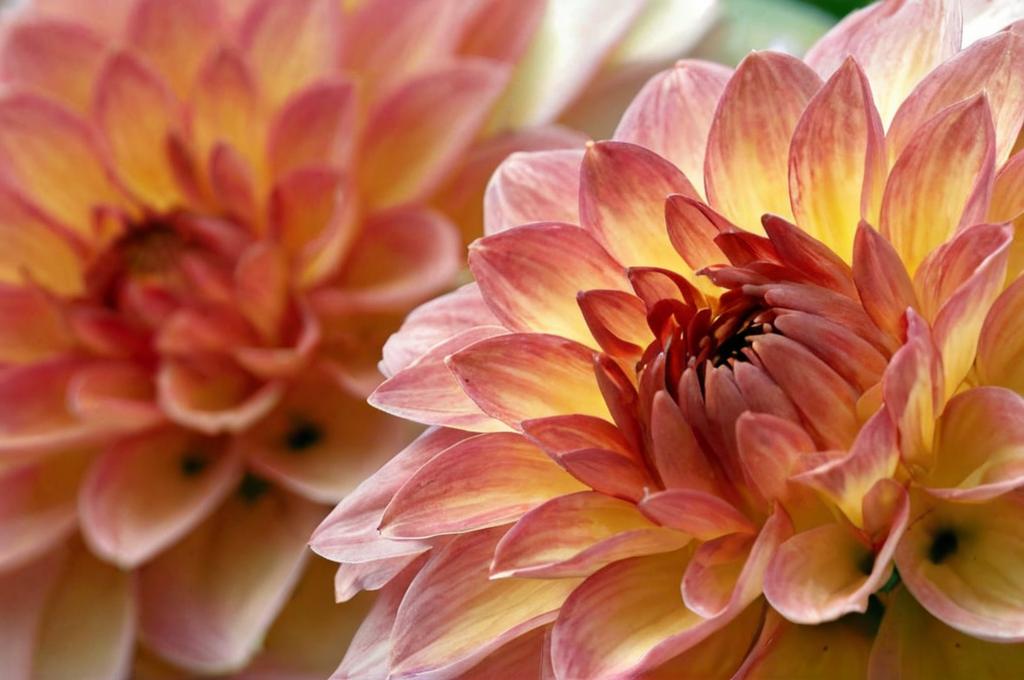 10 flores para jardín ideales para principiantes