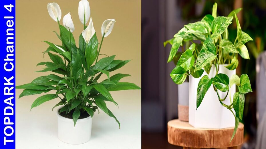 Plantas de bajo consumo de agua: 11 opciones ideales para tu jardín