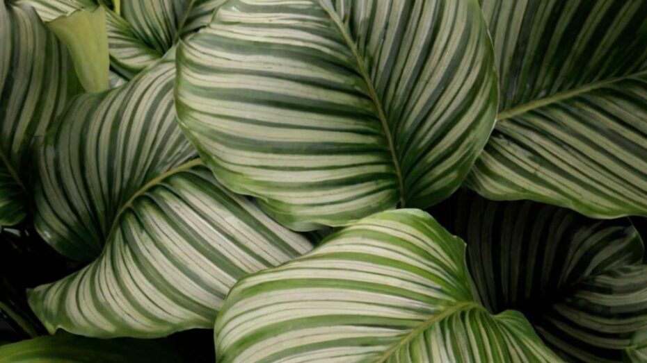 5 datos curiosos sobre las Calatheas