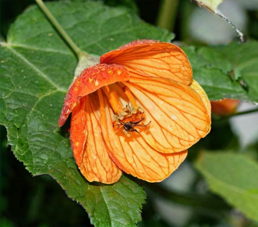 5 plantas trepadoras pequeñas para jardines especiales