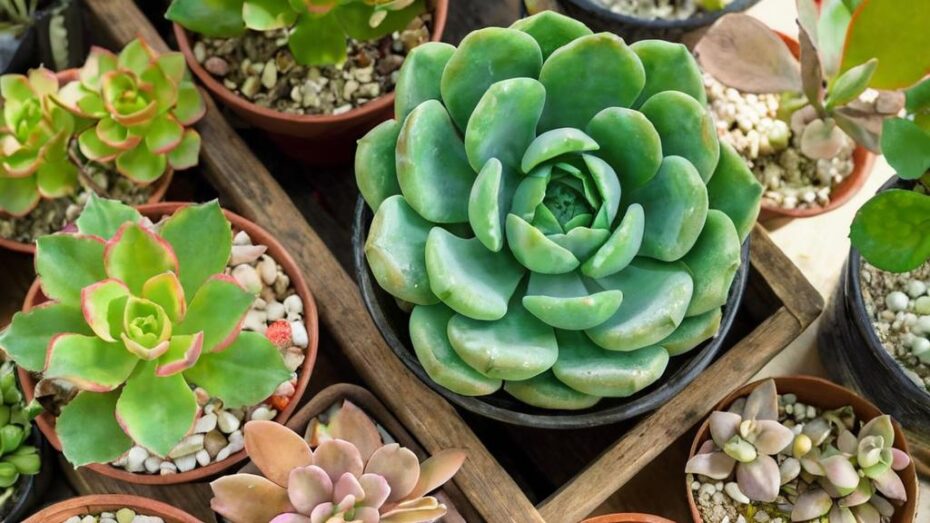 5 trucos para propagar una suculenta exitosamente