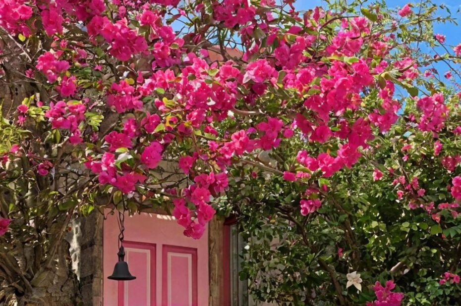 6 Plantas trepadoras para la entrada de casa