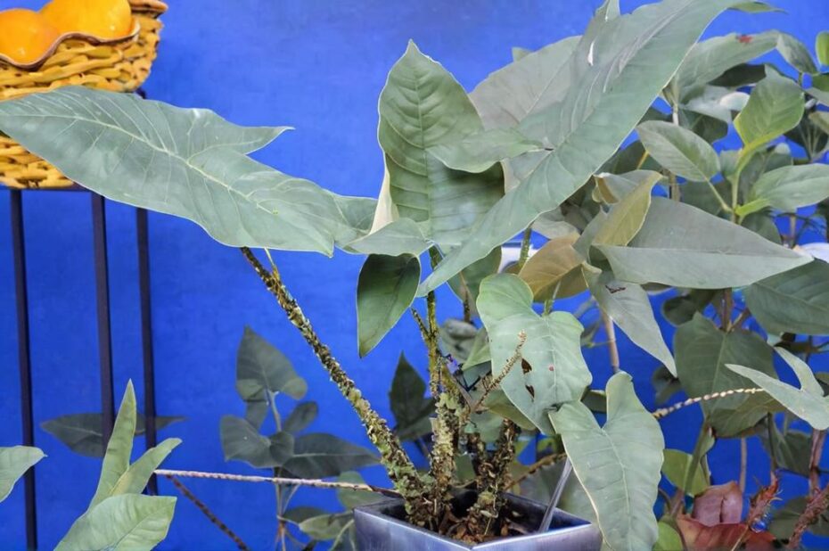7 cuidados especiales para que tu Alocasia zebrina esté perfecta