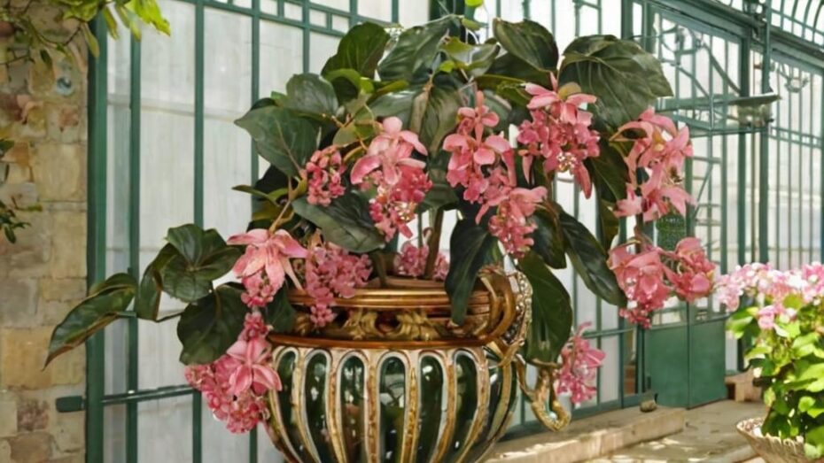 7 Plantas de interior grandes con flor