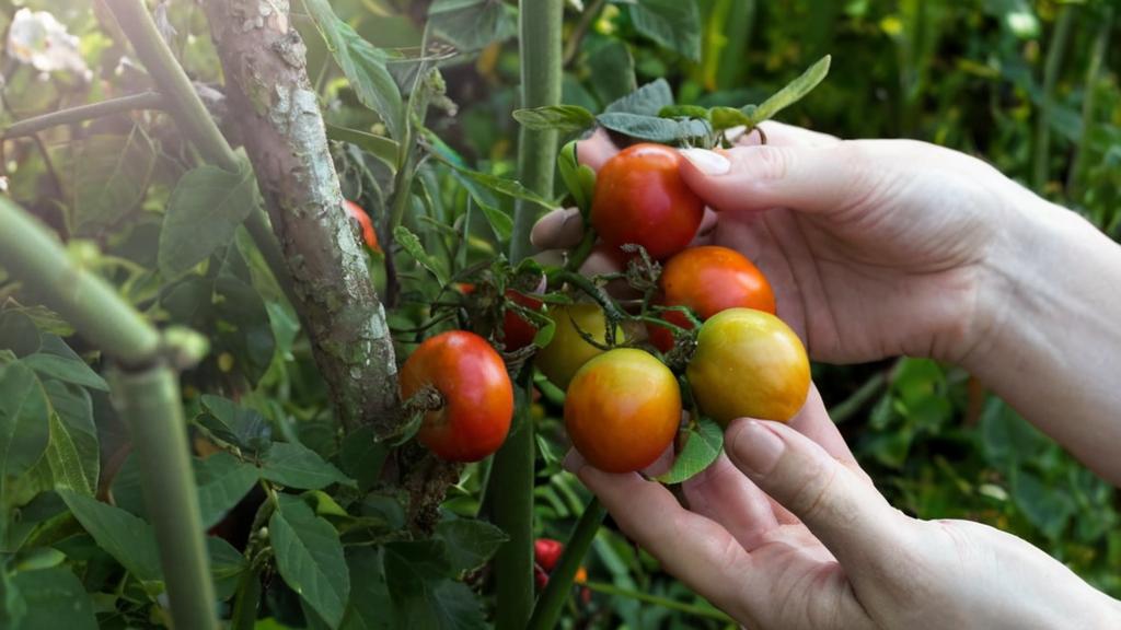 7 trucos para que tus tomates crezcan más rápido
