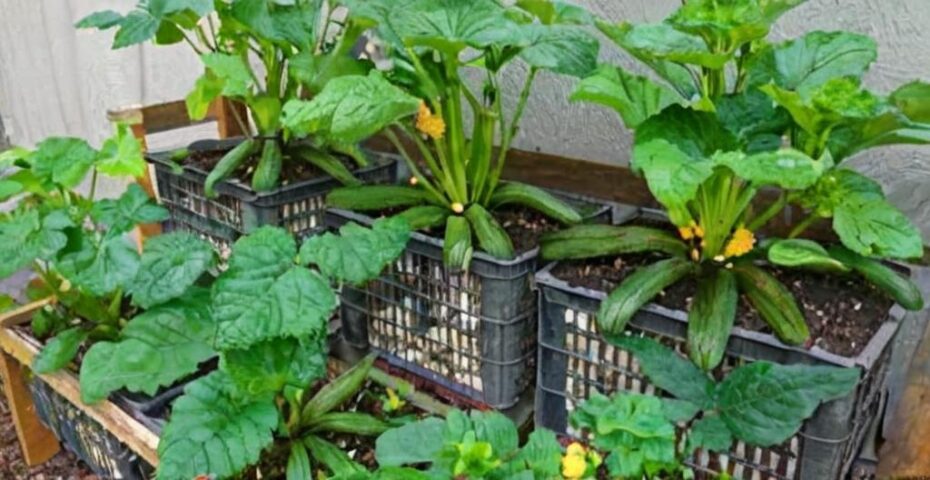 8 consejos para cultivar calabacines en maceta
