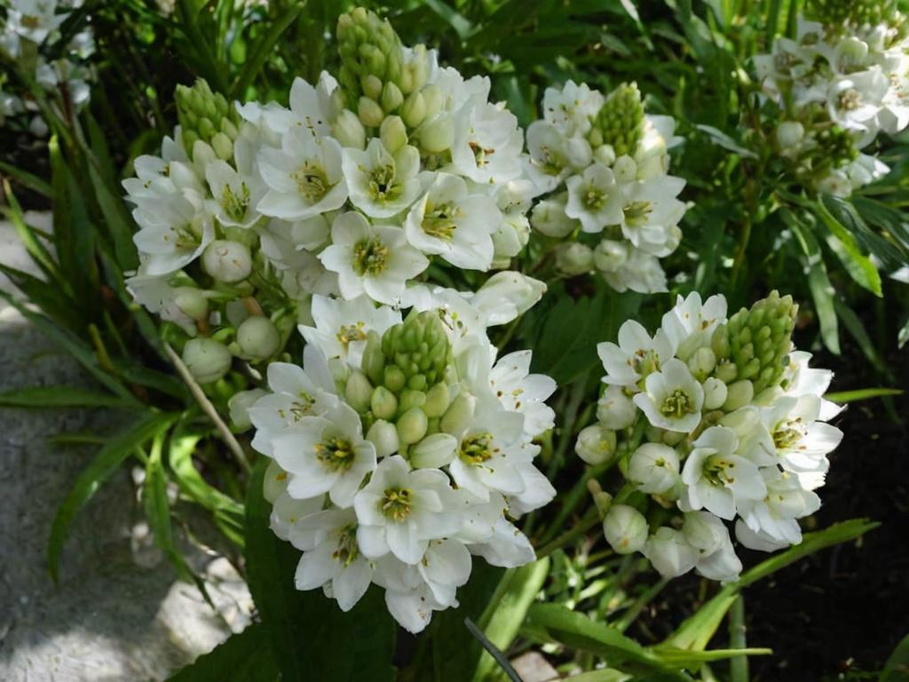 9 flores con forma de estrella