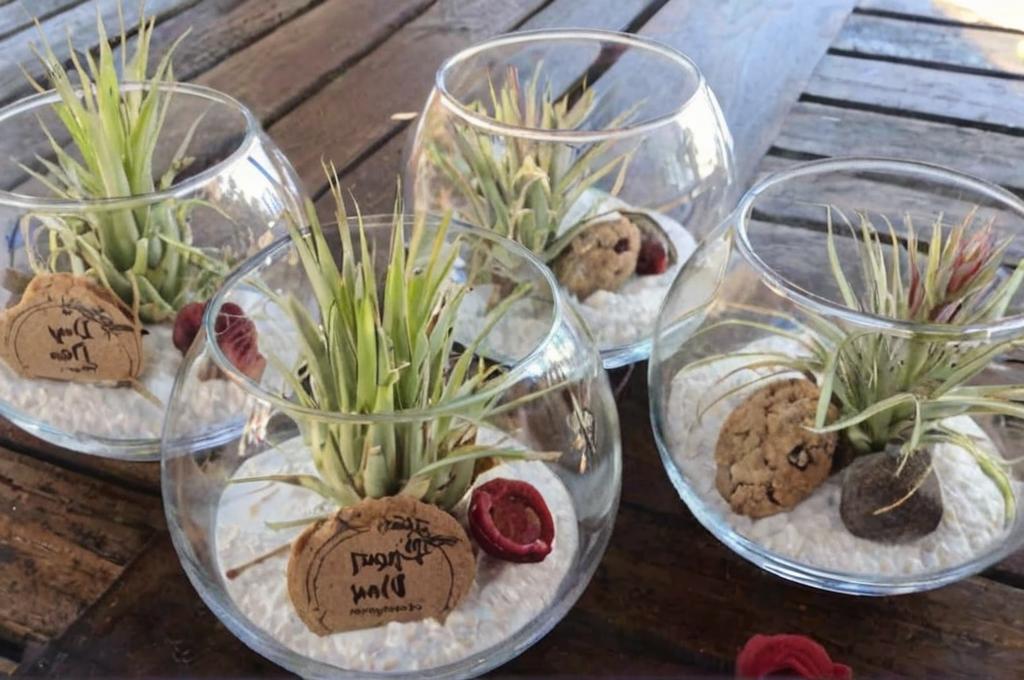 9 Ideas originales para regalar plantas de aire a tus invitados de boda