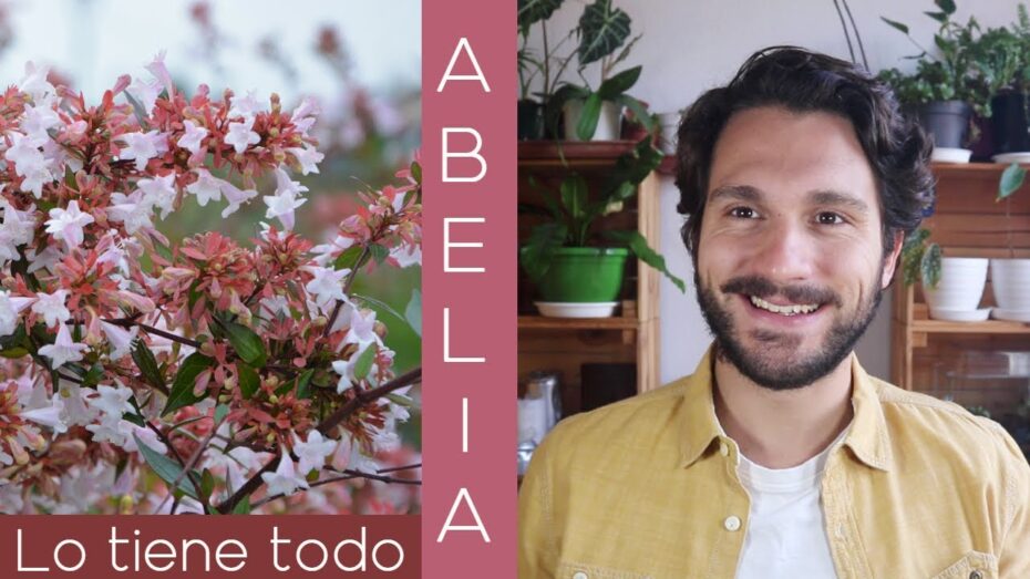 Cuidados de la Abelia floribunda: todo lo que necesitas saber