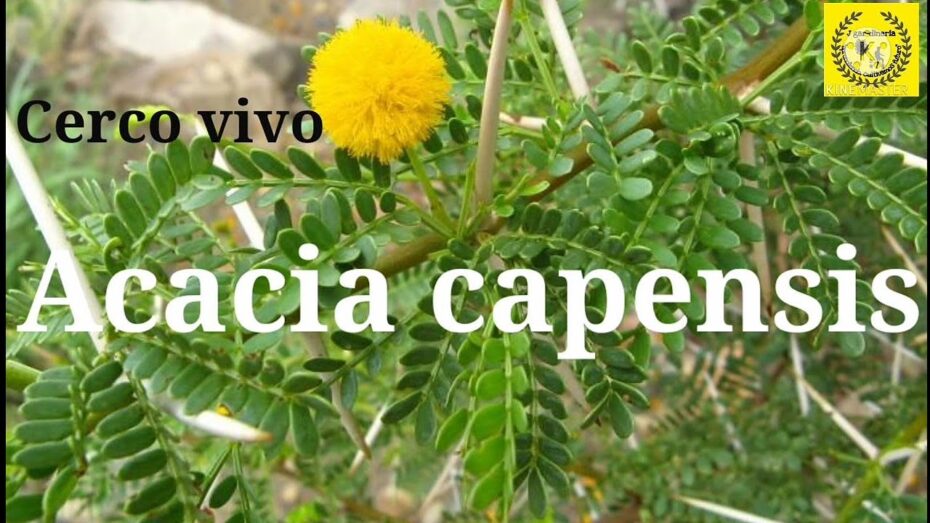 Acacia espinosa (Acacia horrida): Descubre los secretos de esta fascinante planta