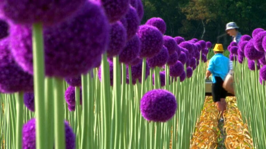 Allium giganteum: Descubre la impresionante belleza y características de esta planta