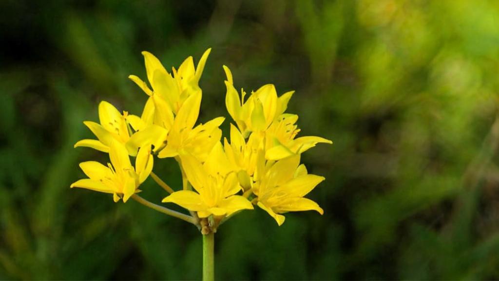 Allium moly: características principales y cuidados