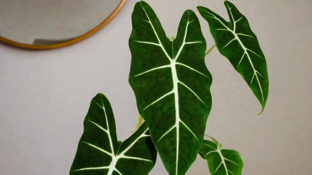Alocasia frydek, una variedad que no pasa desapercibida