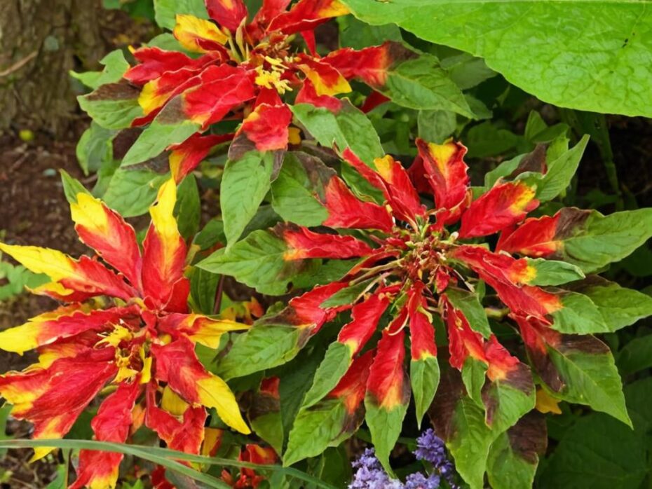 Amaranthus tricolor: características y cuidados más importantes