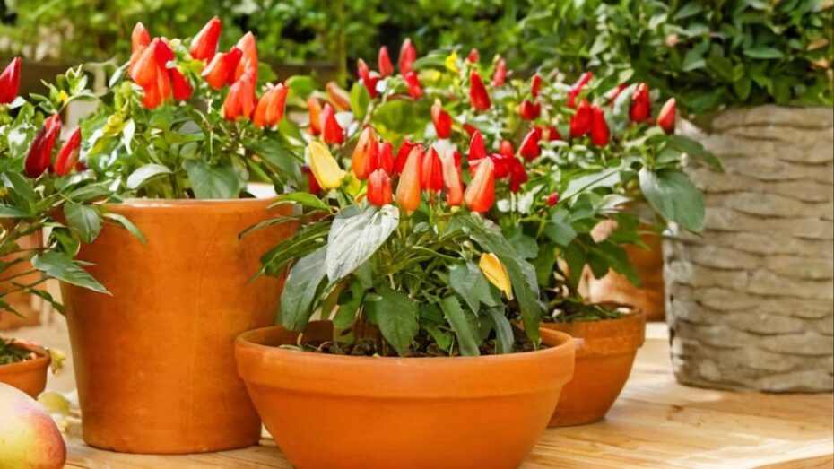 Añade picante a tus comidas. Descubre cómo plantar pimientos picantes en maceta
