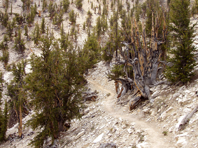 El árbol Matusalén: descubre al más antiguo del mundo en botánica