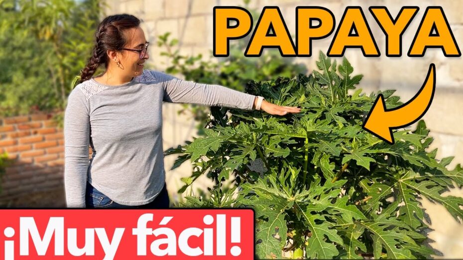 Cuidados del árbol de papaya en maceta: todo lo que necesitas saber