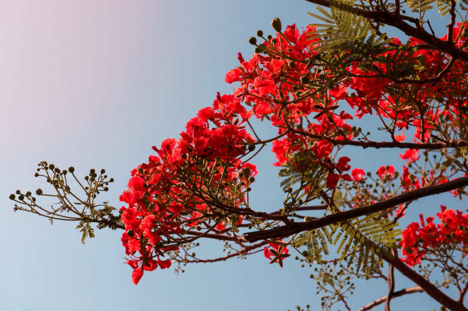 Arbustos con flores rojas: Descubre la belleza de estas plantas