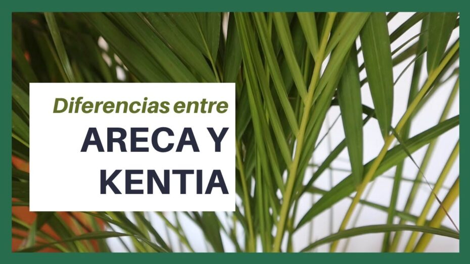 Diferencias entre Areca y Kentia: Cómo distinguirlas en el mundo de las plantas y botánica