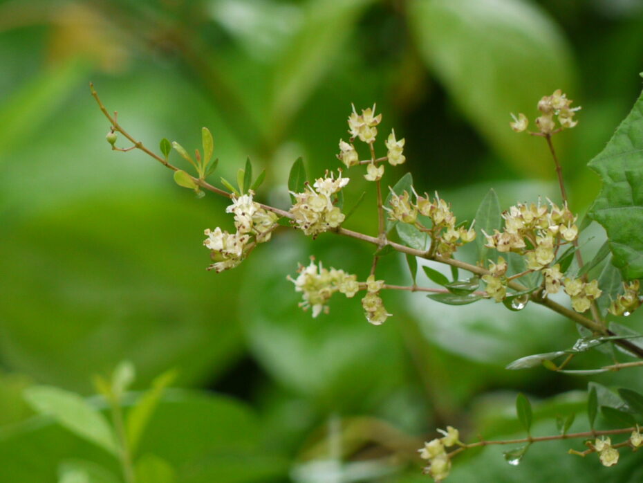 Arjeña (Lawsonia inermis): Descubre los beneficios y usos de esta planta en la botánica