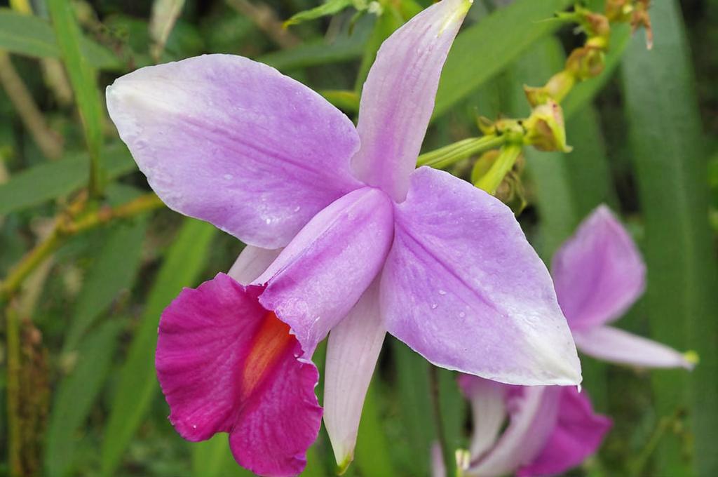 Arundina graminifolia u orquídea de bambú