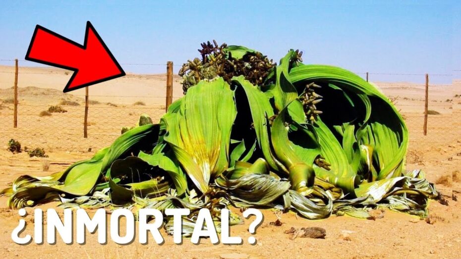 Planta del desierto: Welwitschia, la increíble especie que »no puede morir»