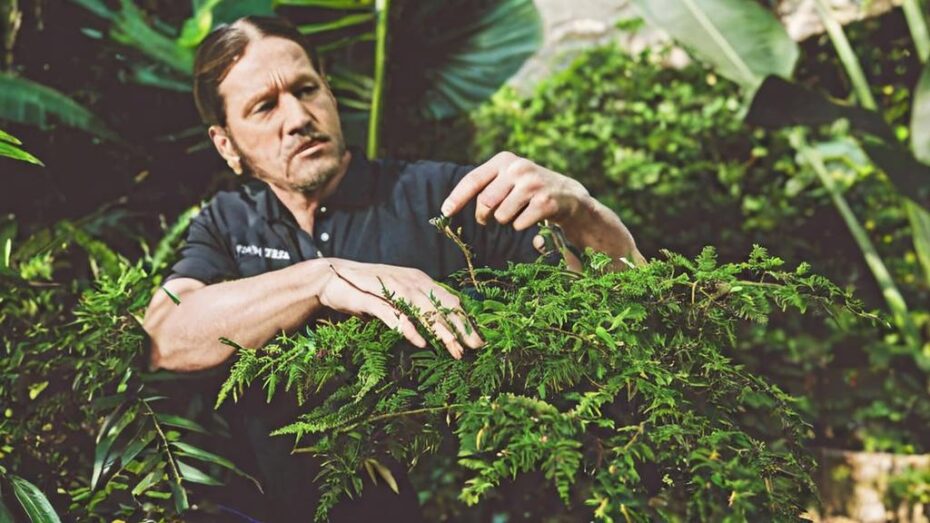 Asplenium parvati, el helecho que llena tu hogar de belleza
