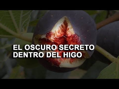 Avispa del higo: Descubre todo sobre esta fascinante especie botánica
