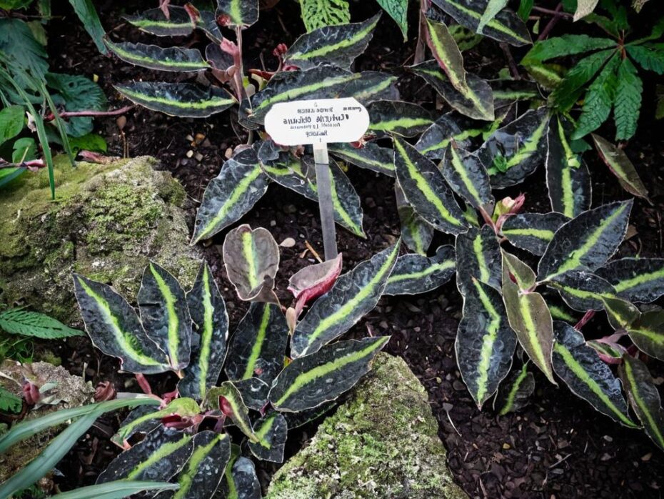 Begonia listada: características y cuidados principales