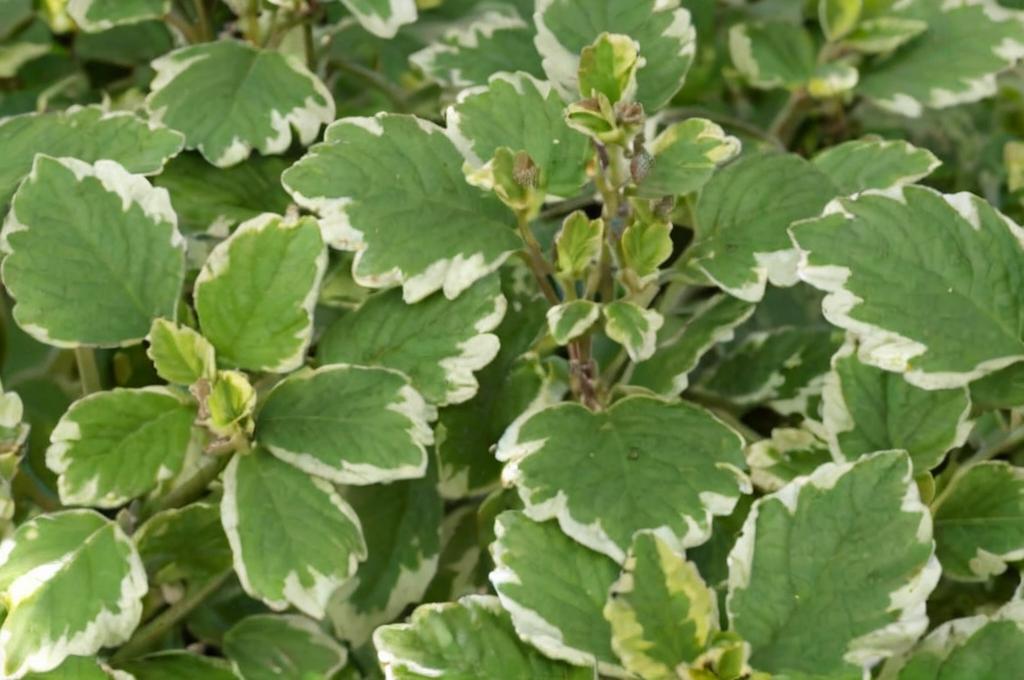 Beneficios de tener una planta de incienso en casa