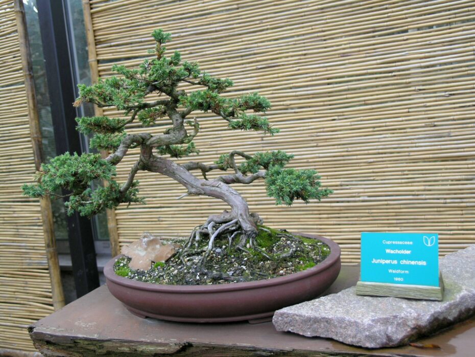 Juniperus: Todo lo que debes saber sobre los Bonsái de esta especie
