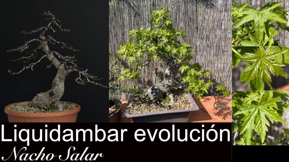 Bonsái de liquidámbar: Todo lo que necesitas saber sobre el cultivo y cuidado