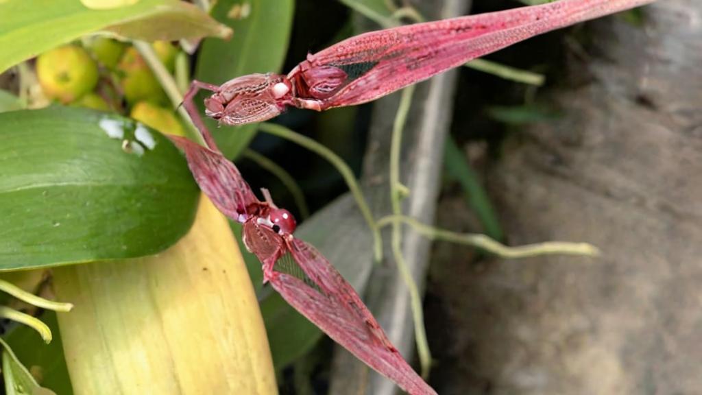 Bulbophyllum biflorum, una orquídea única