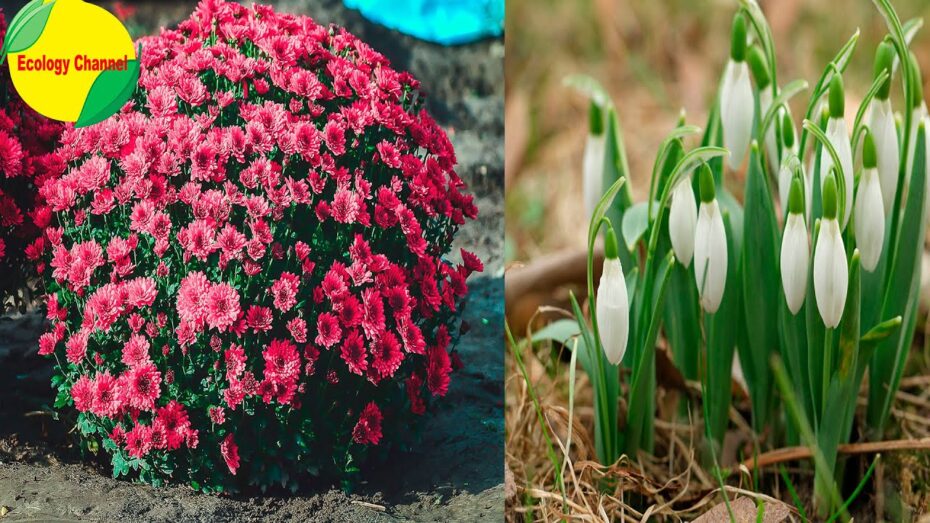 Bulbosas resistentes al frío: Descubre las plantas ideales para climas fríos