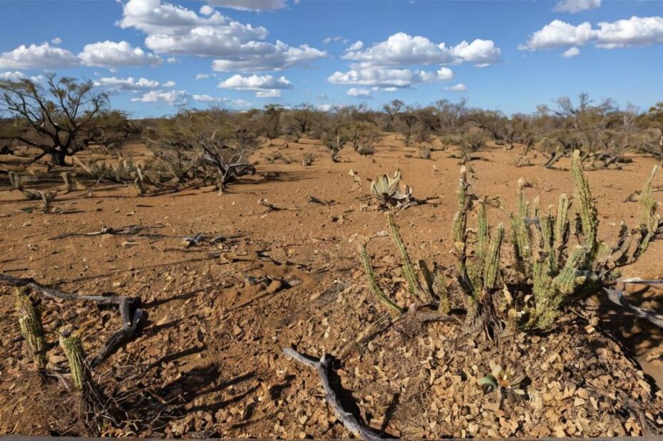 Caatinga, un ecosistema brasileño por descubrir