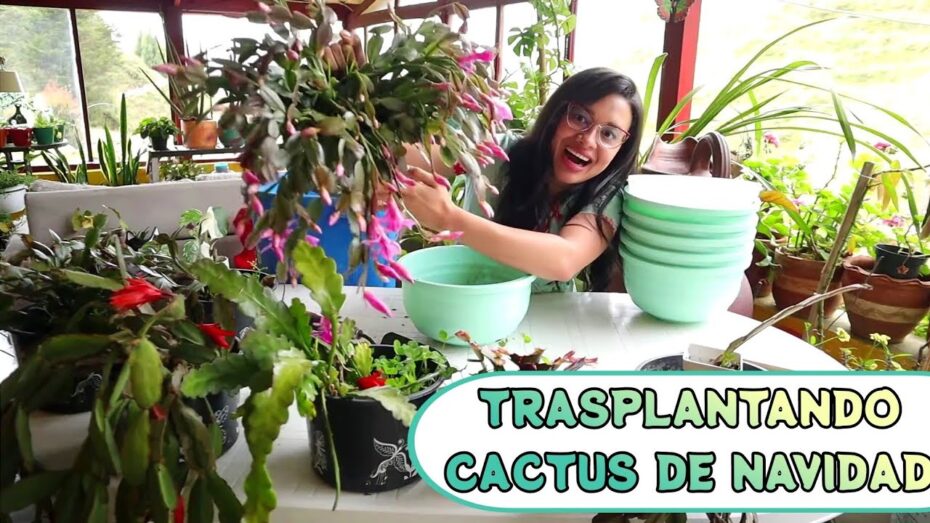 Solución: Hojas arrugadas en mi cactus de Navidad - Causas y consejos