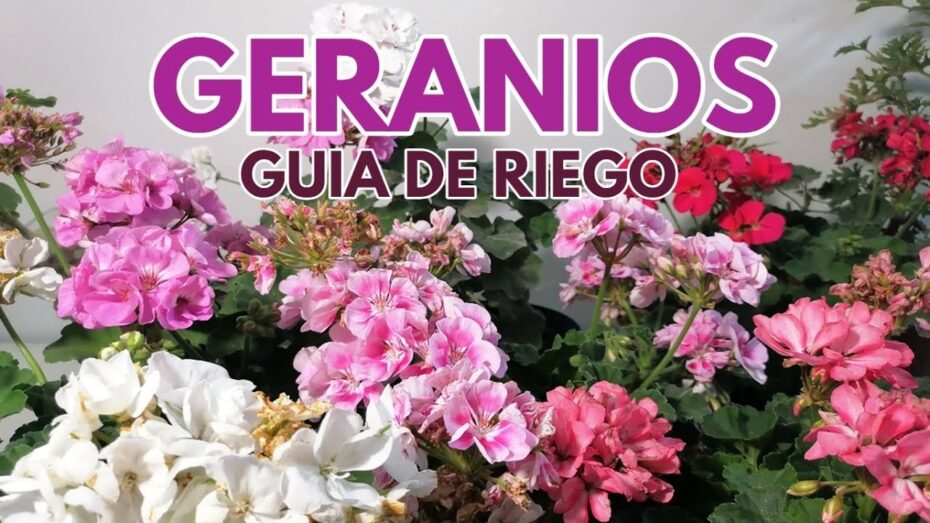 Optimiza el riego de tus geranios: ¿Con qué frecuencia regarlos?