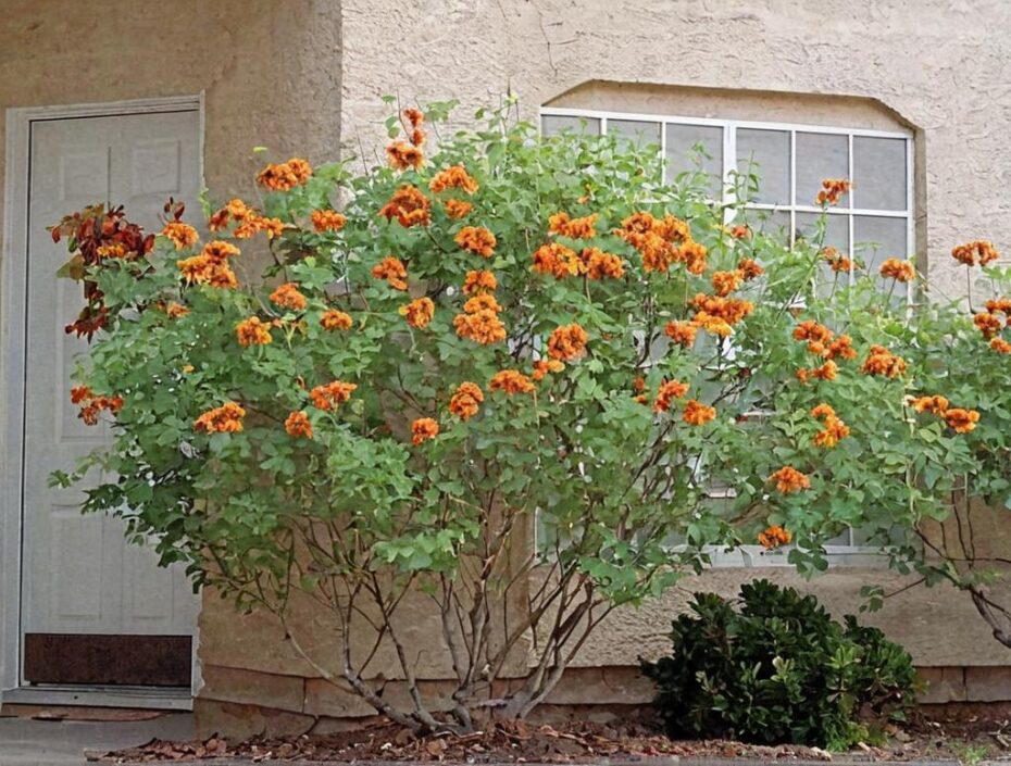 CAESALPINIA PULCHERIRIMA la planta usada por los chamanes