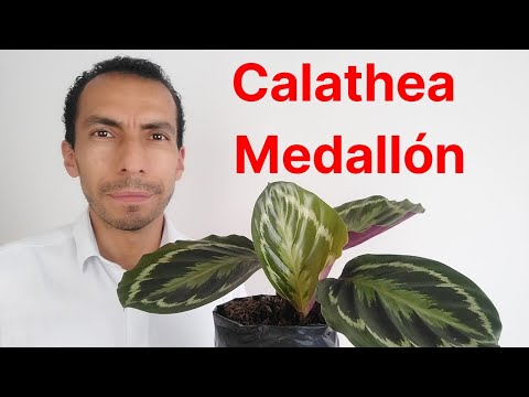 Calathea medallion: Descubre las maravillas de esta planta exótica