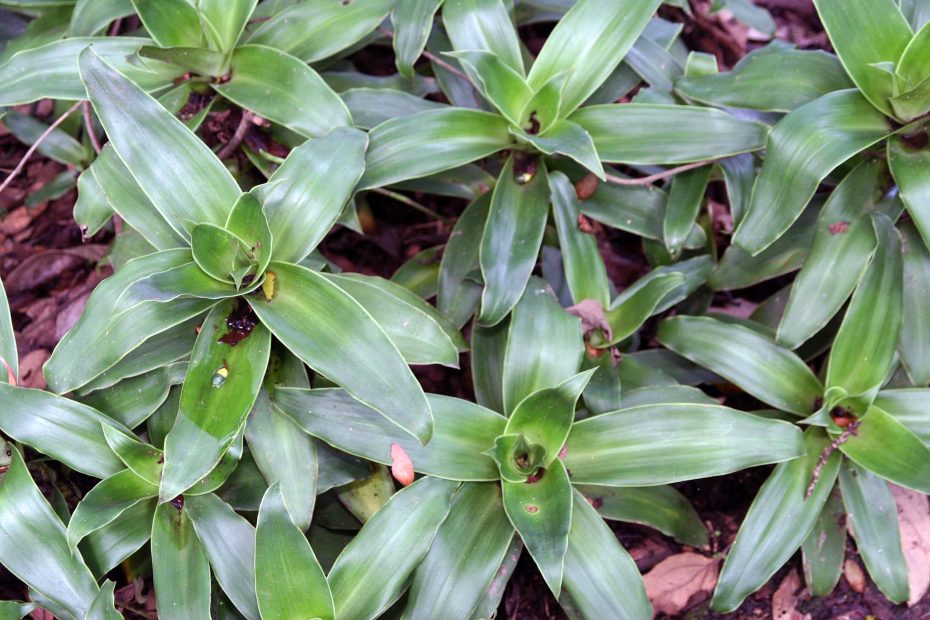 Callisia fragans: Descubre los beneficios y cuidados de esta planta aromática