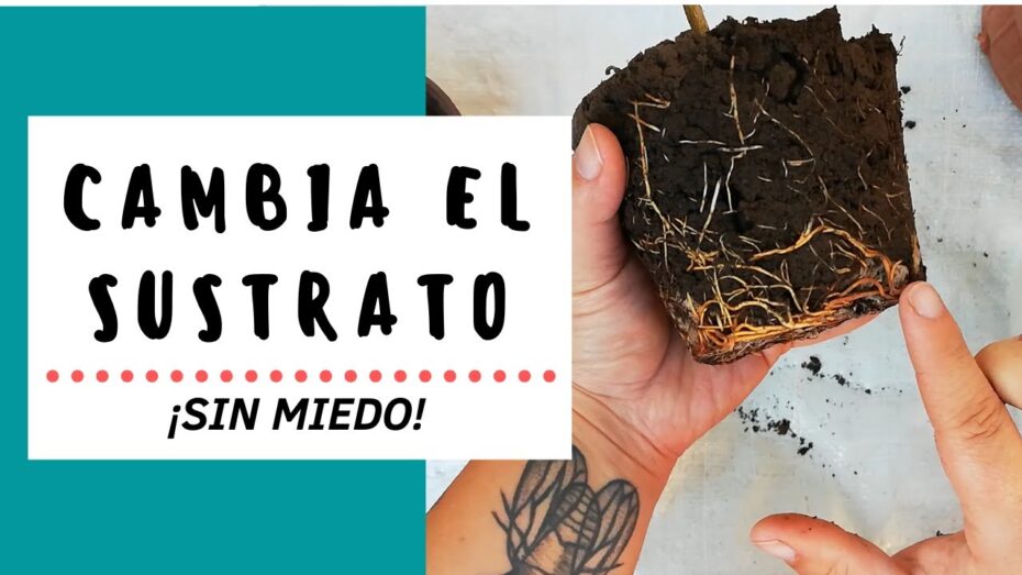 Cambio de sustrato para plantas: guía completa para un crecimiento saludable