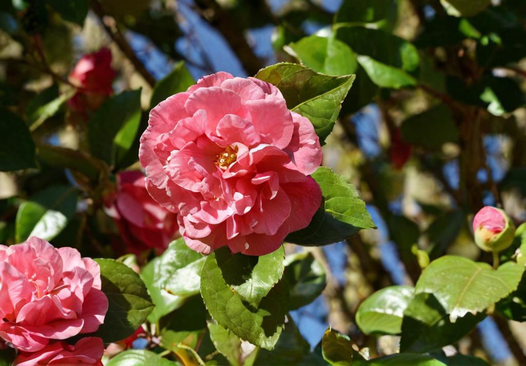 Camelia con hojas marrones: ¿cómo recuperarla?