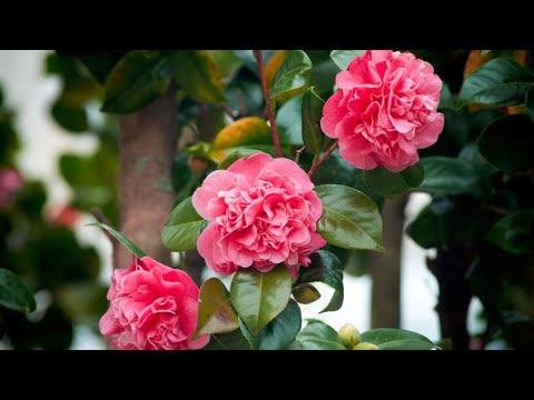 Cómo recuperar una camelia con hojas marrones: consejos de un experto en plantas y botánica.