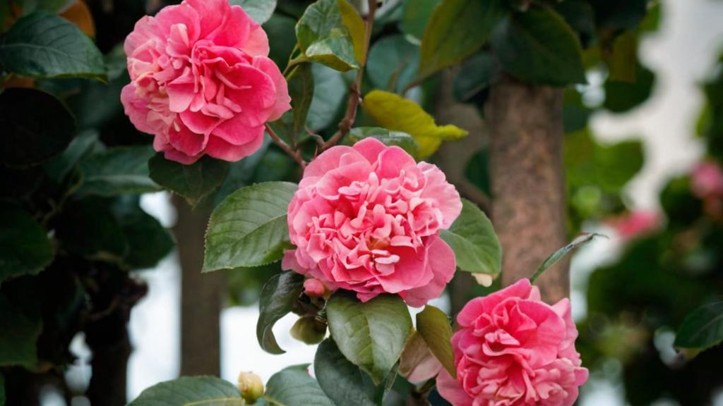 Camelias: cuidados y reproducción