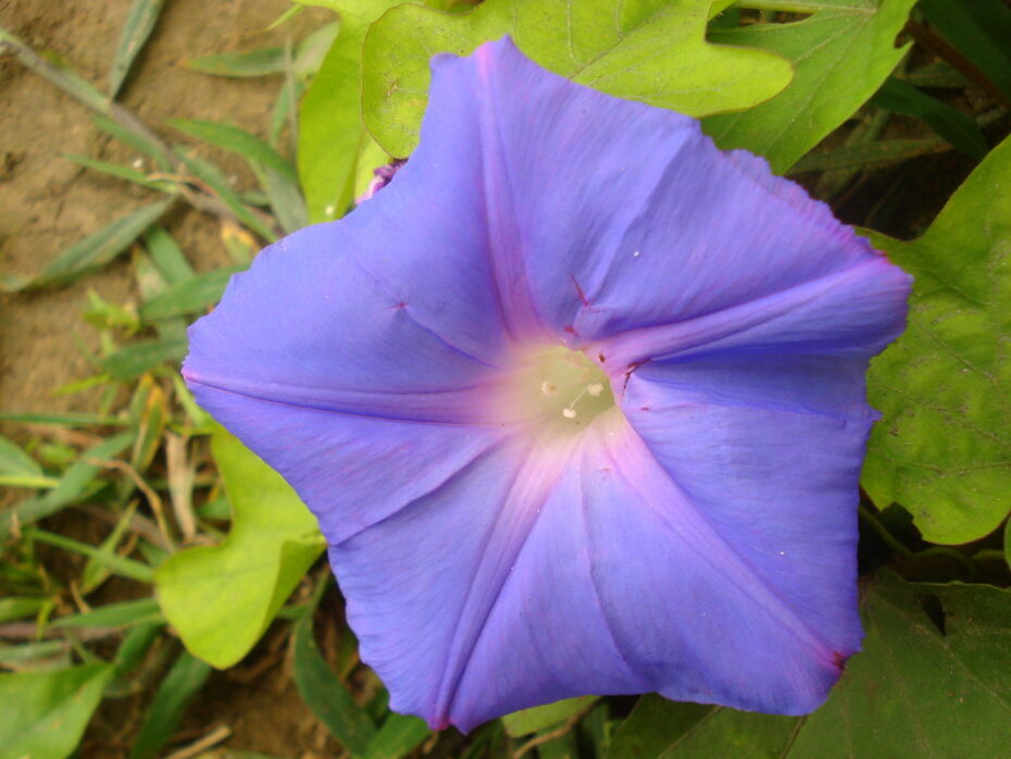 Ipomoea (Campanita): Todo lo que necesitas saber sobre esta planta y su botánica