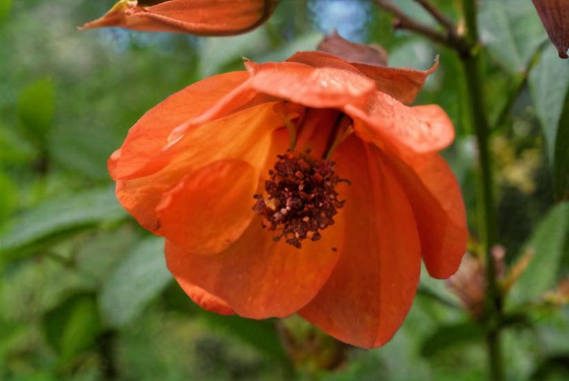 Características, cultivo y cuidados del Abutilon