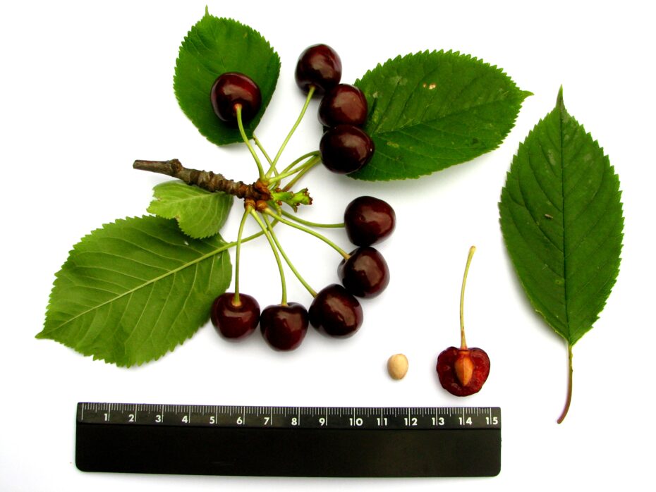 Cerezo burlat: Todo lo que debes saber sobre esta variedad de árbol frutal