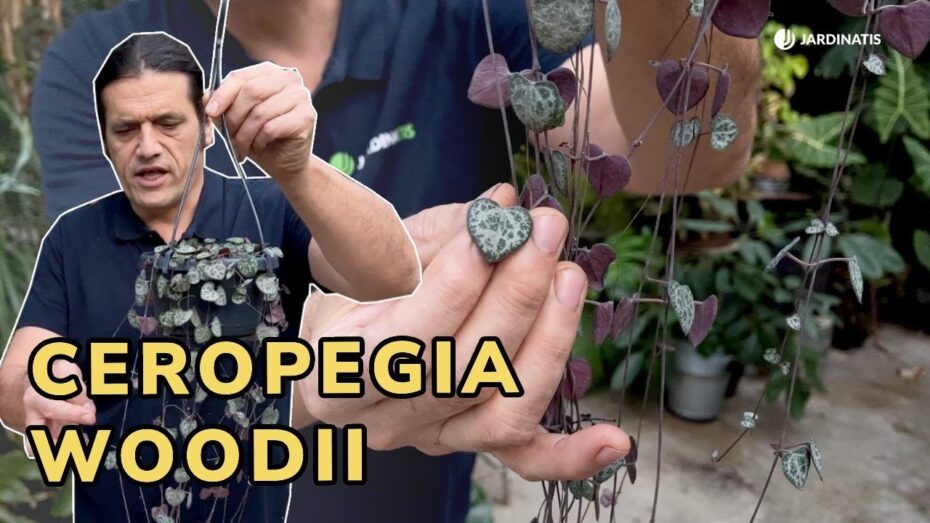 Ceropegia woodii: Descubre todo sobre esta planta suculenta y sus cuidados
