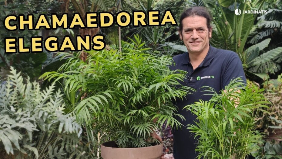 Cuidados de la Chamaedorea: Todo lo que necesitas saber sobre esta planta